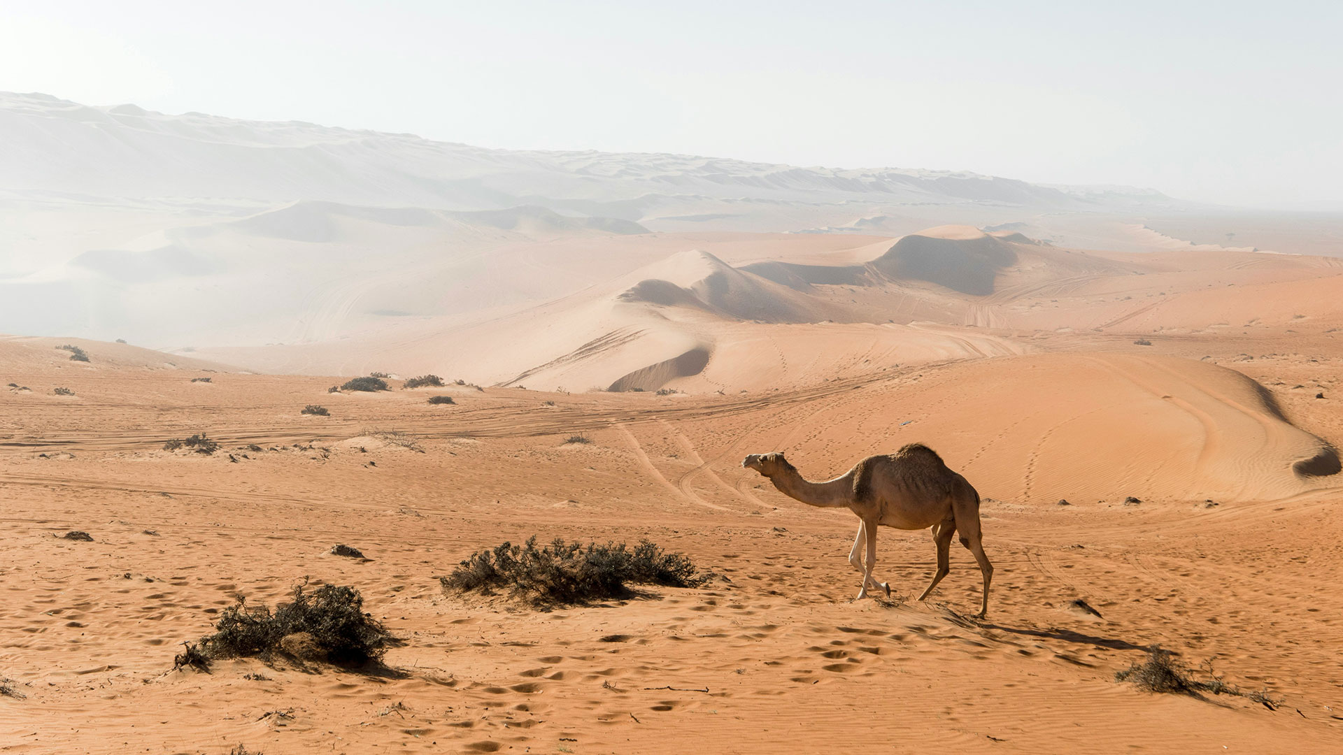 oman-deserto